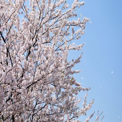 ♪♪高遠桜☆お花見プラン♪♪お土産付き♪♪